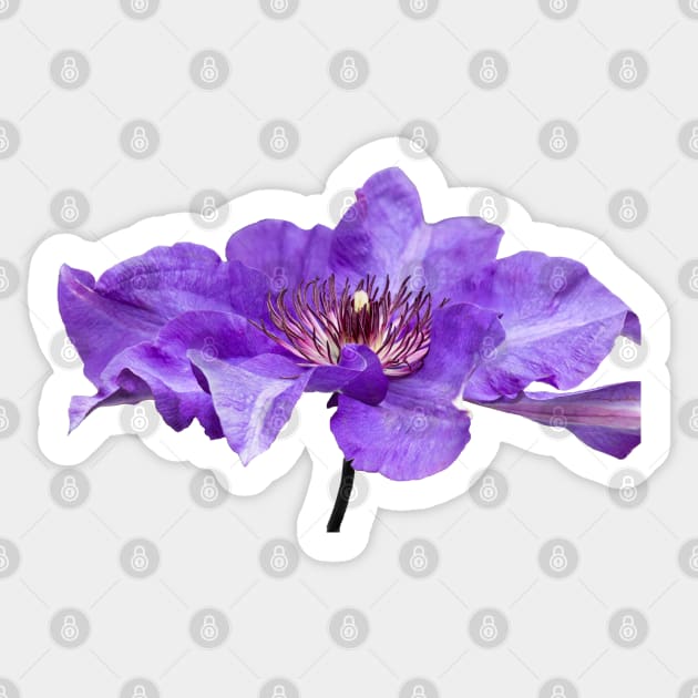 Clematis Sticker by Shirasaya